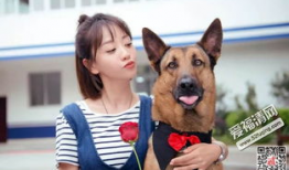 有警犬的电视剧,忠诚守护，正义同行
