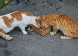 娱乐吃瓜酱流浪猫小菊,娱乐吃瓜酱的温馨故事