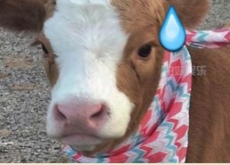 娱乐吃瓜酱鼠,揭秘娱乐圈那些不为人知的幕后故事